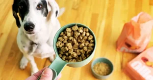 Ollie Dog Food Reviews showing dry food scoop and happy dog.