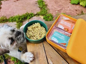Ollie Dog Food Reviews with fresh meals and happy dog outdoors.