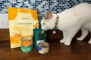 White cat sniffing Nacho cat food