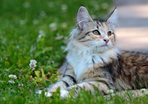 Fluffy cat in grass for girl cat names