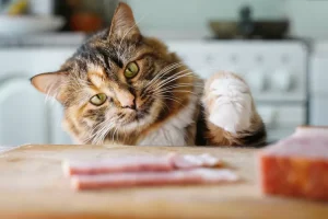 Playful cat reaching food for girl cat names