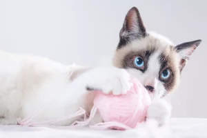 girl cat names