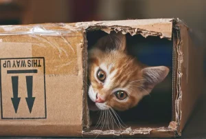 Orange kitten in box for girl cat names