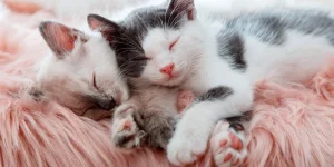 Sleeping kittens on fur for girl cat names