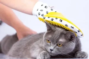 Best Cat Gloves