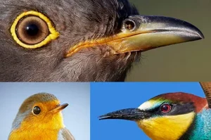 Vision in bird Eyes