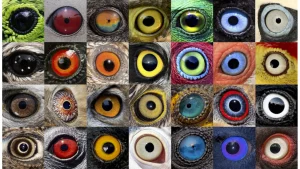 Bird Eyes
