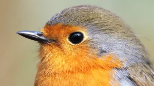 bird eyes