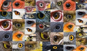 bird eyes view