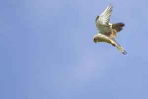 bird vision
