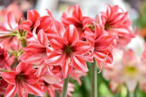 Amaryllis (Hippeastrum)