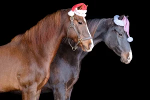 Christmas Horse for Festive Photos