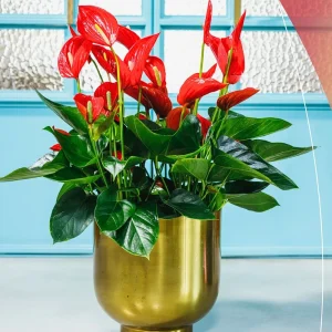 Red Anthuriums