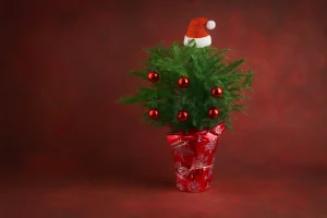 traditional christmas plants 