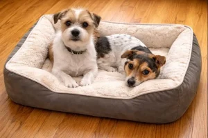 top dog beds 2025