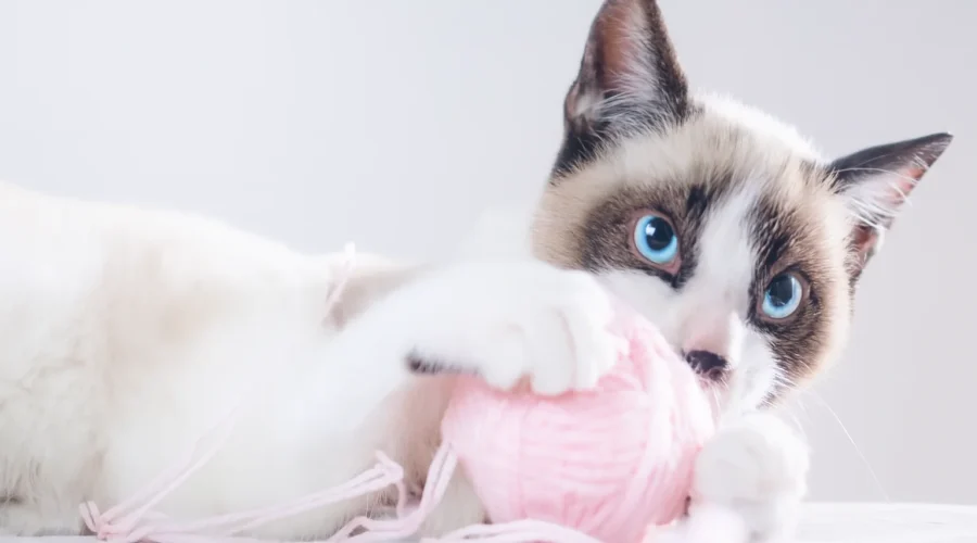 girl cat names